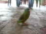 Greeny the parrot