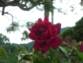 Rosa de Alegría