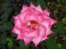 Rosa de Alegría