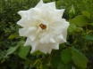 Rosa blanca de Alegría